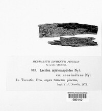 Lecidea myriocarpoides image
